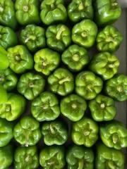 Green Bell Pepper Display